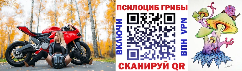Псилоцибиновые грибы Psilocybe  Невель 